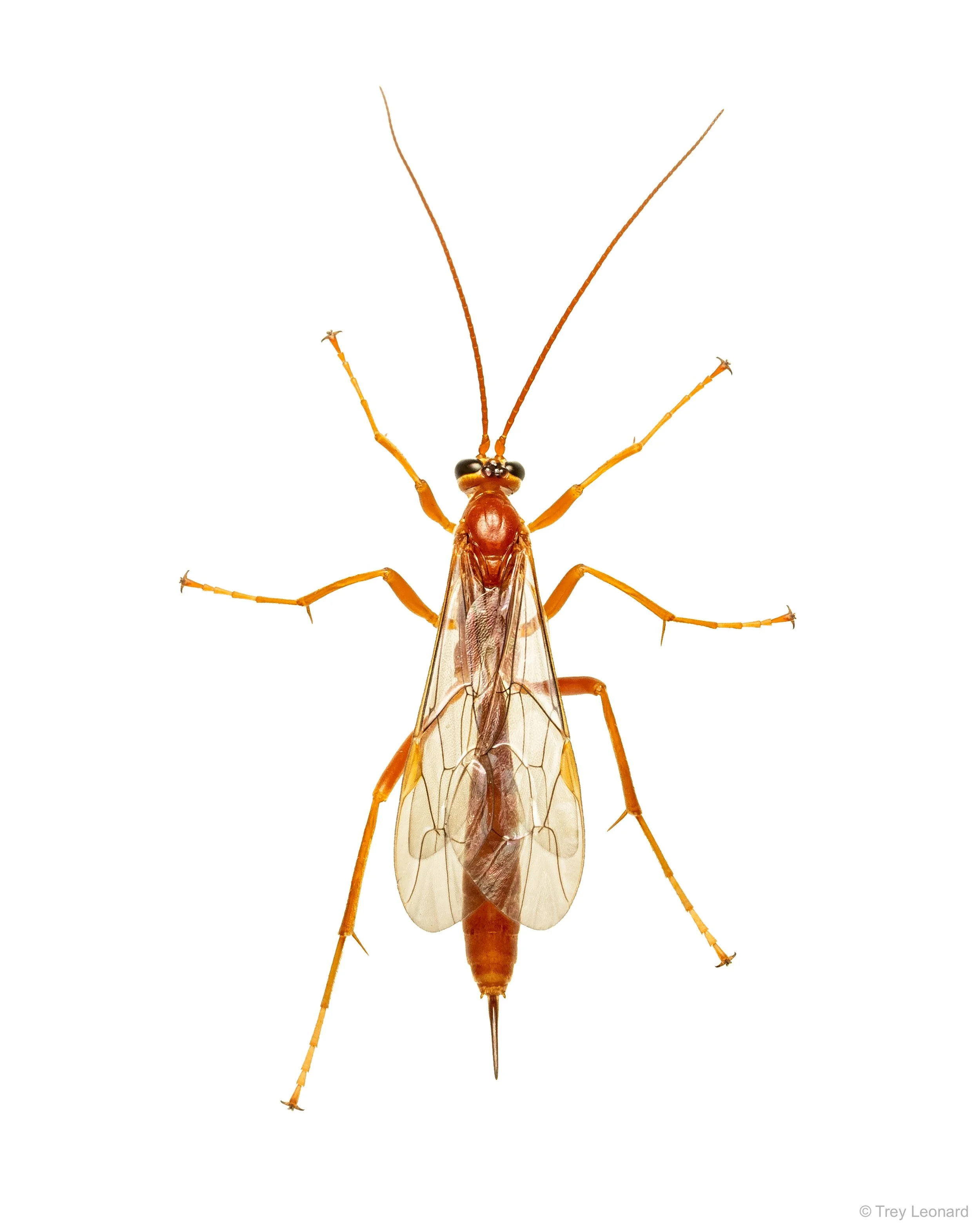 Enicospilus 8-2026.jpg