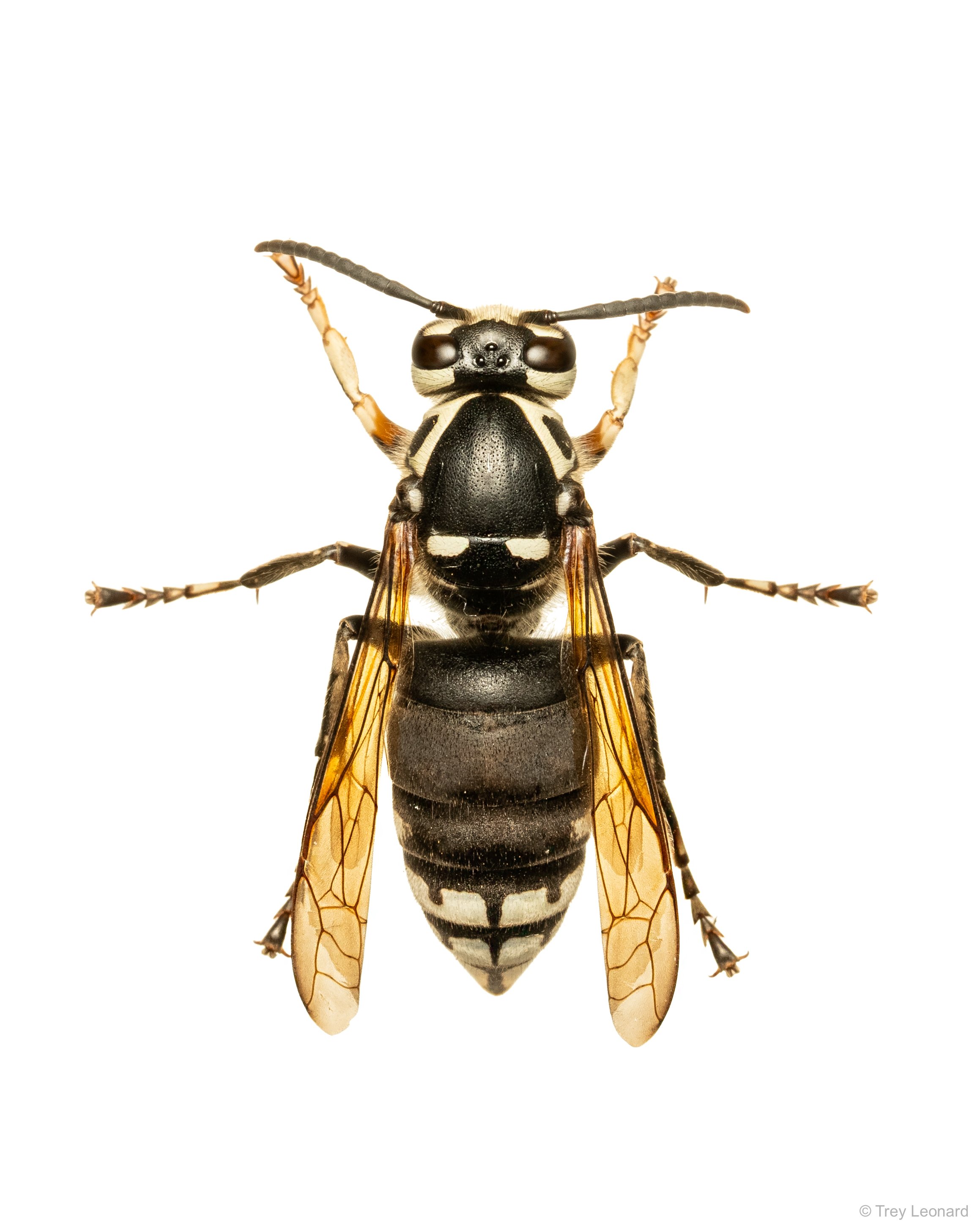 Bald-faced Hornet 8-2026-2.jpg