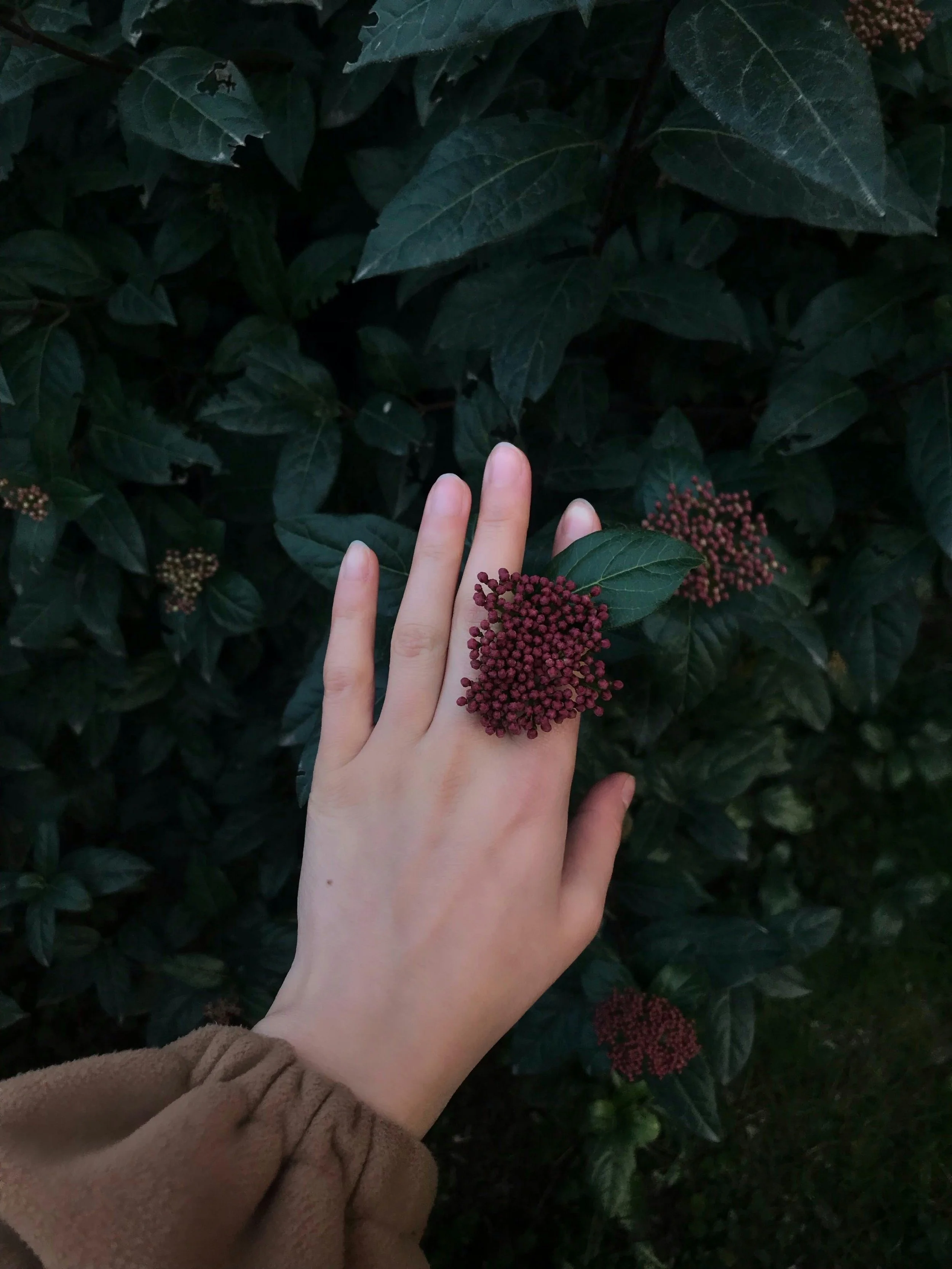 A female hand with some purple berries on it