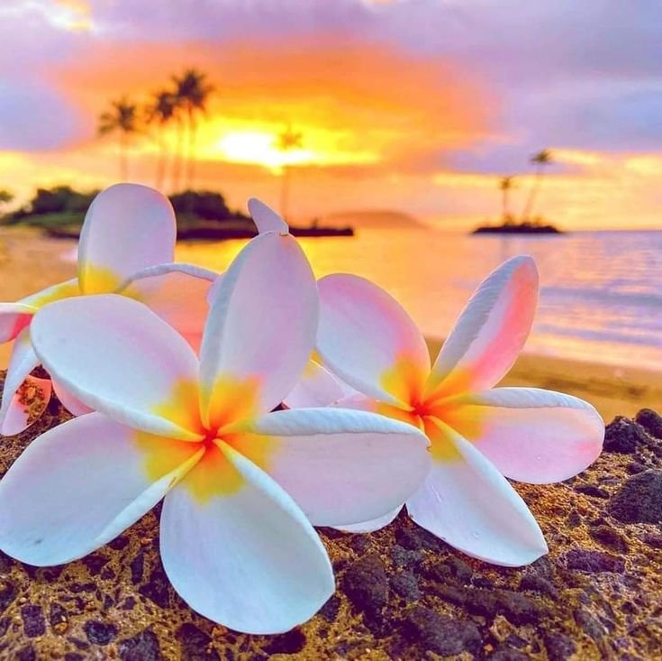 Hawaiian Breeze: Coconut, orange, and pineapple with a cherry on top.