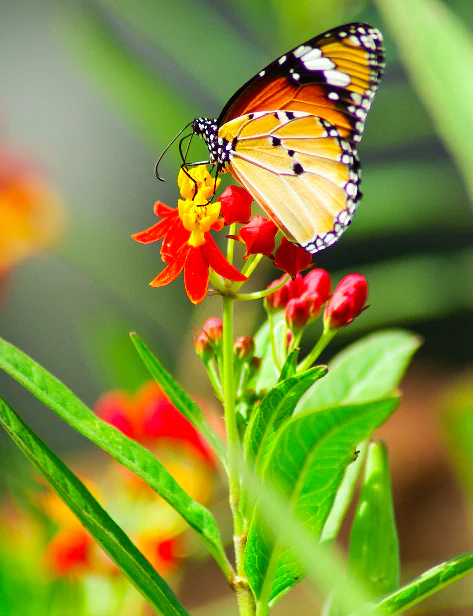 Monarch: Bright orange, grapefruit, and yuzu with a hint of sea salt.