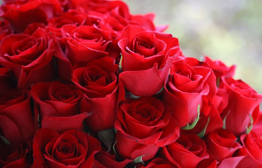 A Dozen Roses: Refreshing as fresh-cut roses.
