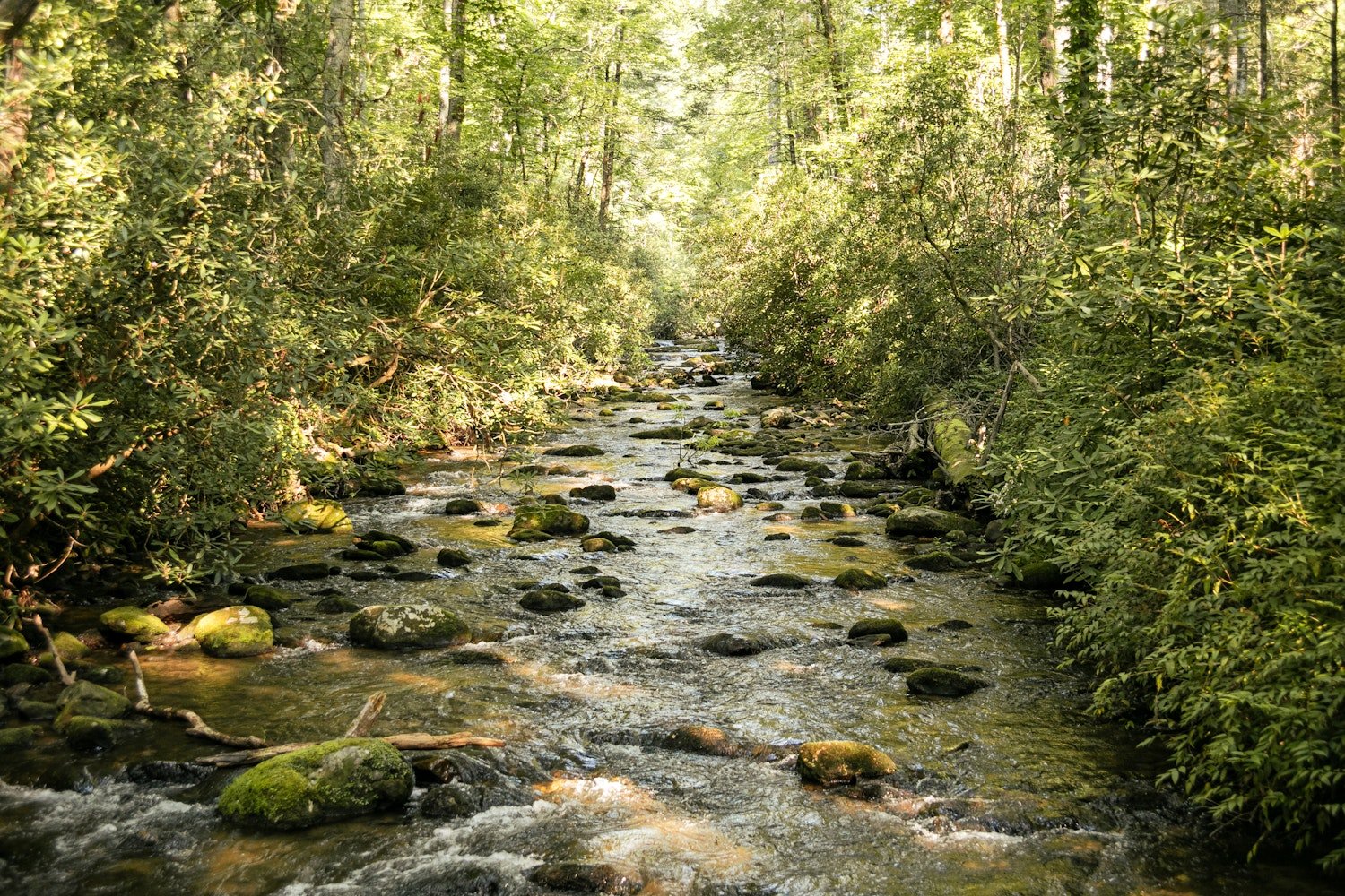 Moccasin Creek, running through the heart of camp.