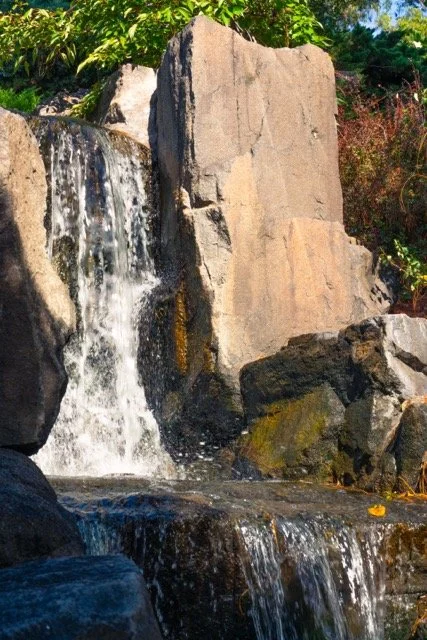 auburn garden-10 Medium.jpeg