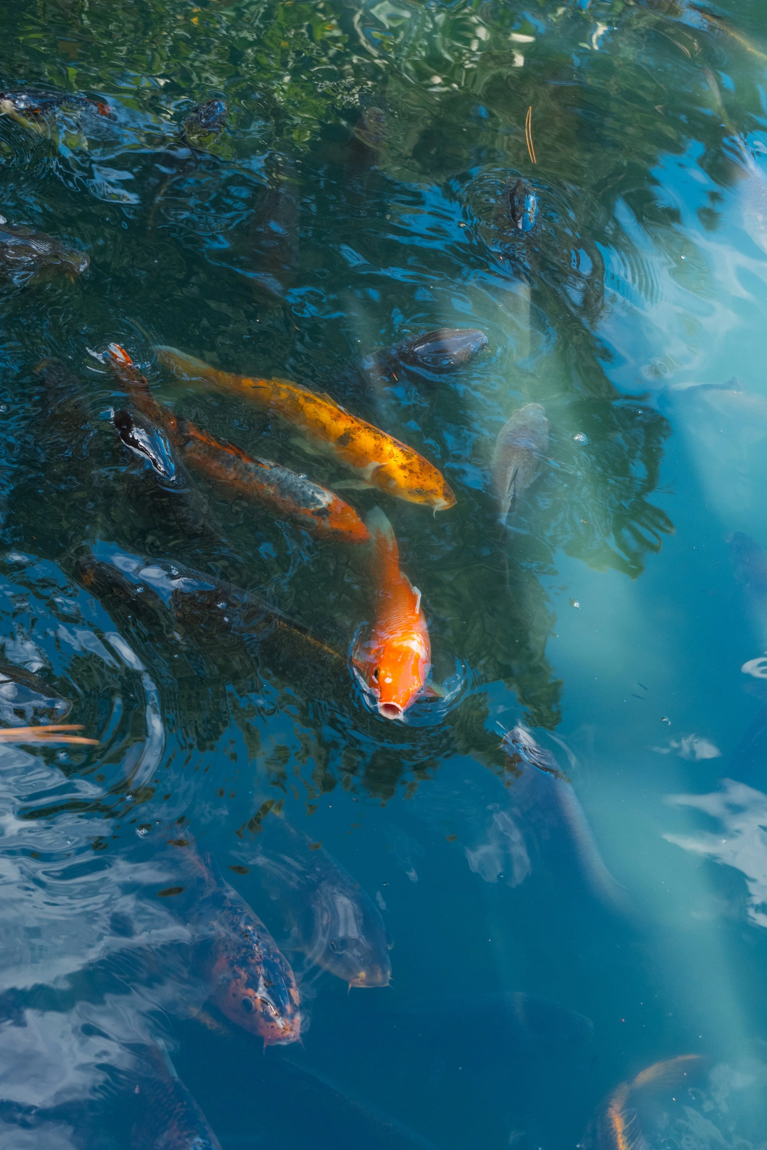 auburn garden-23.jpg