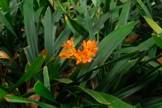 color walk full-8 Medium.jpeg