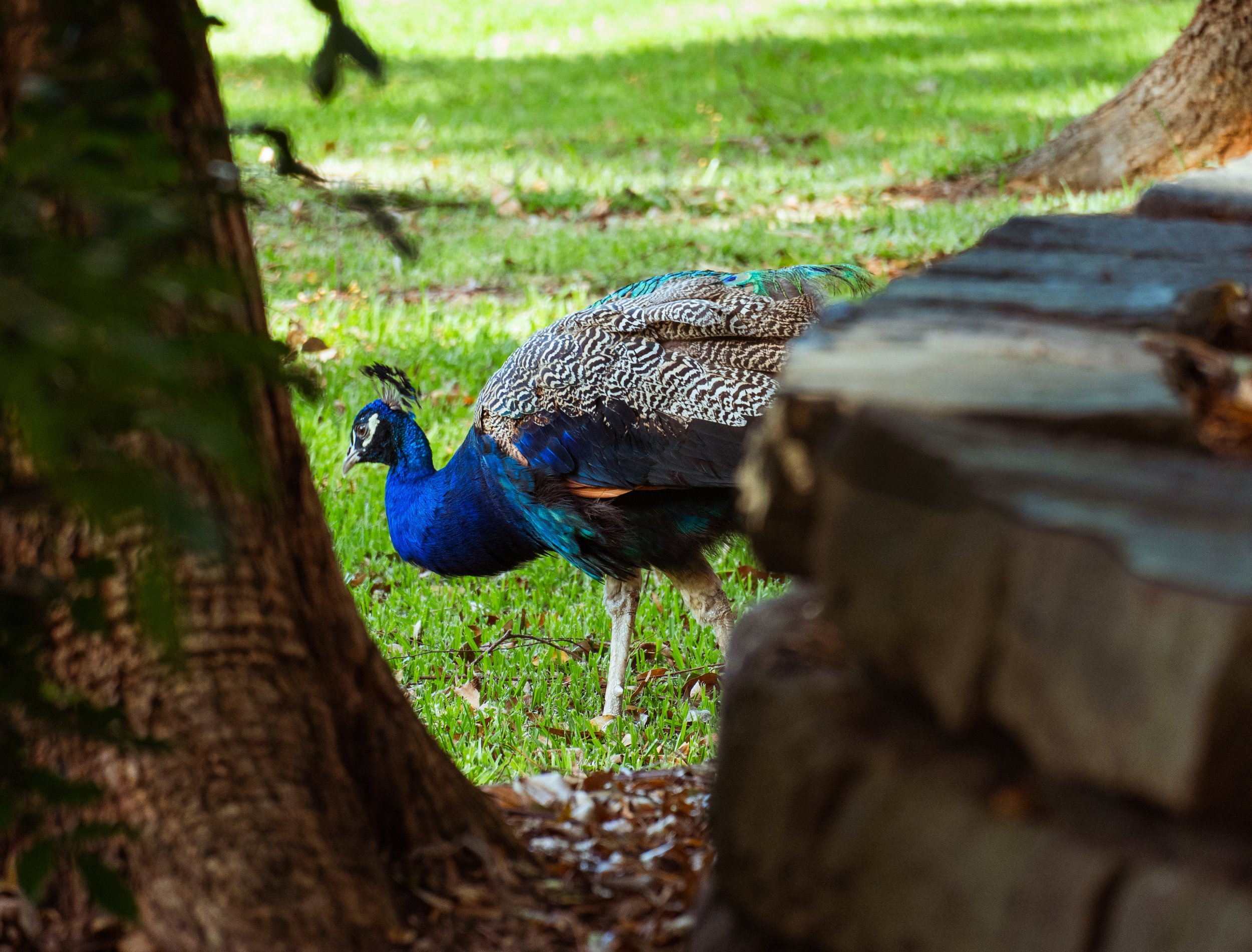 auburn garden-16.jpg