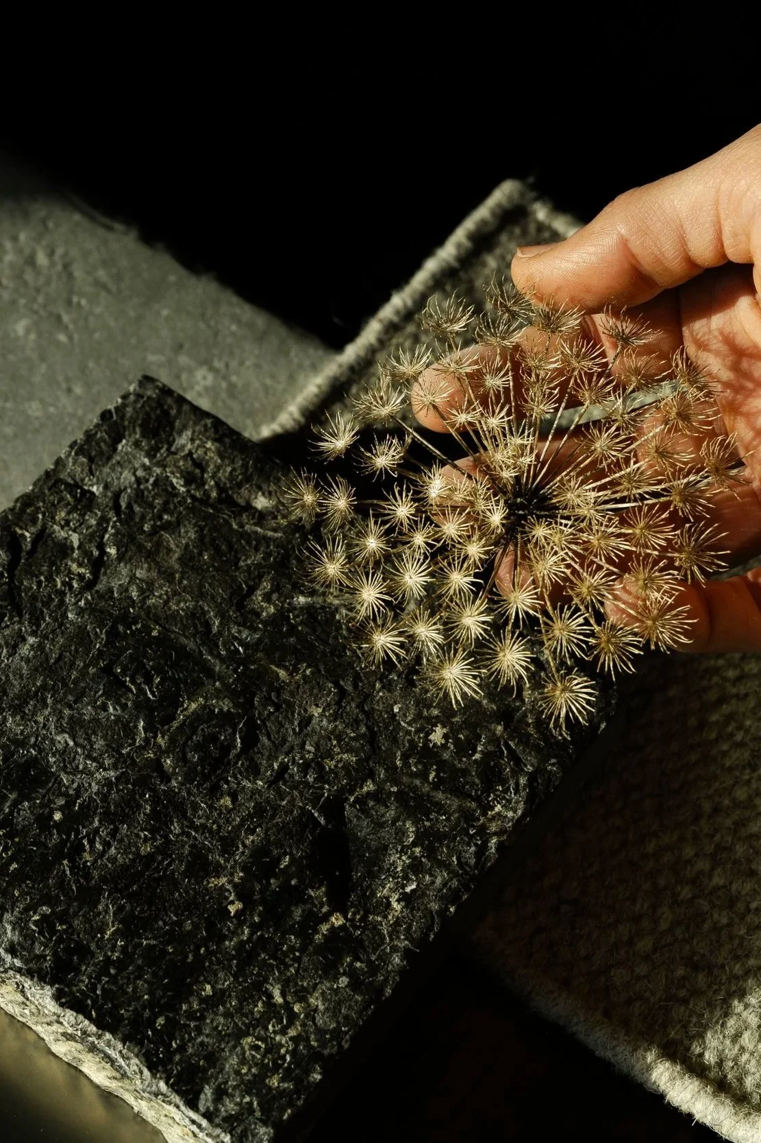 A person's hand holding a small plant with seed-like structures, resting on a black textured rock. The plant is above three stone slabs, with one being light gray, another dark gray, and a beige woven material underneath.
