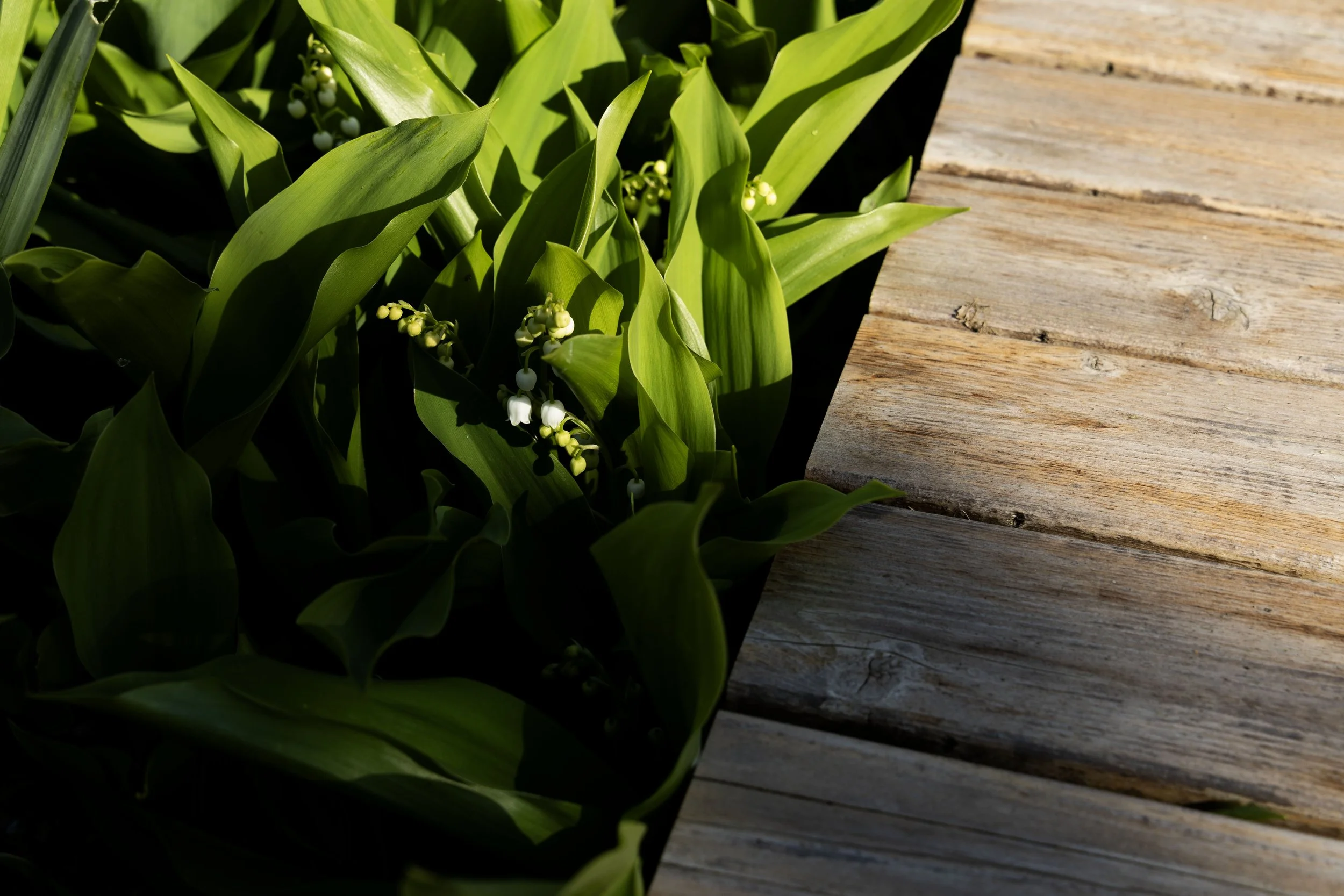 WEBSITE - WORKS_LILY PLATFORM.jpg