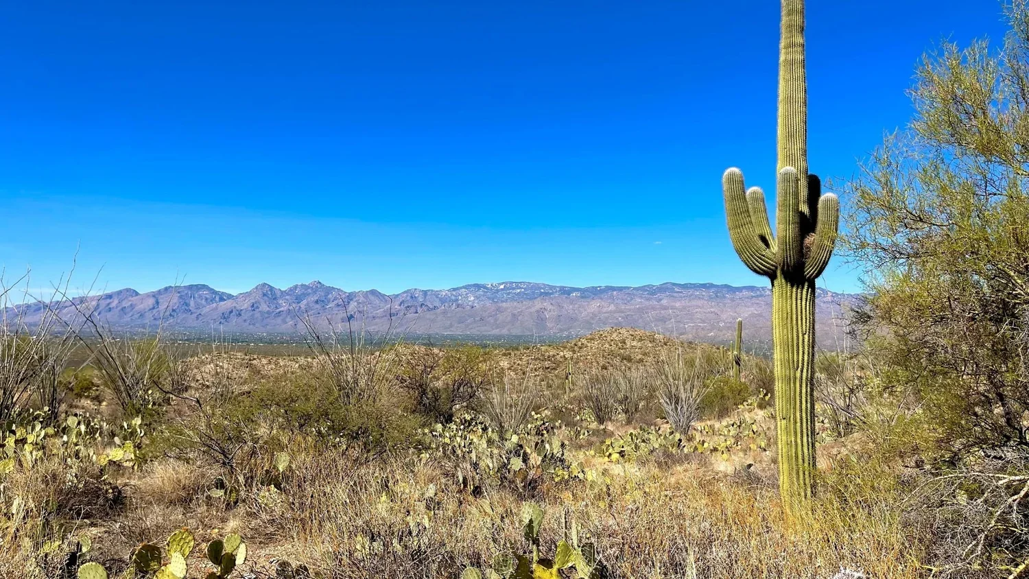 Tucson+AZ.jpg.webp