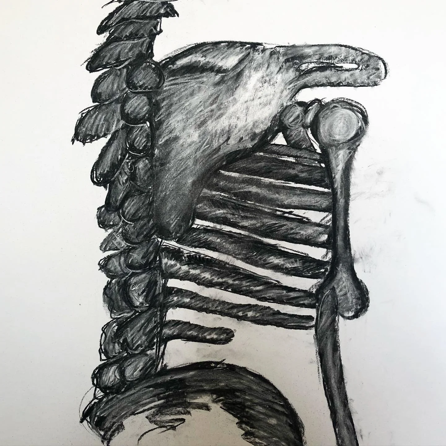 Bone Anatomy - Charcoal Drawing