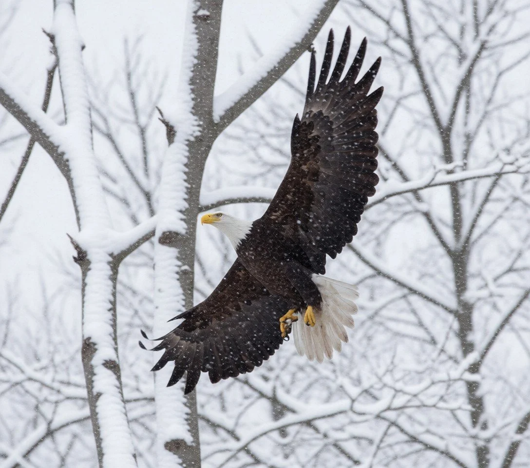 snow eagle.jpg