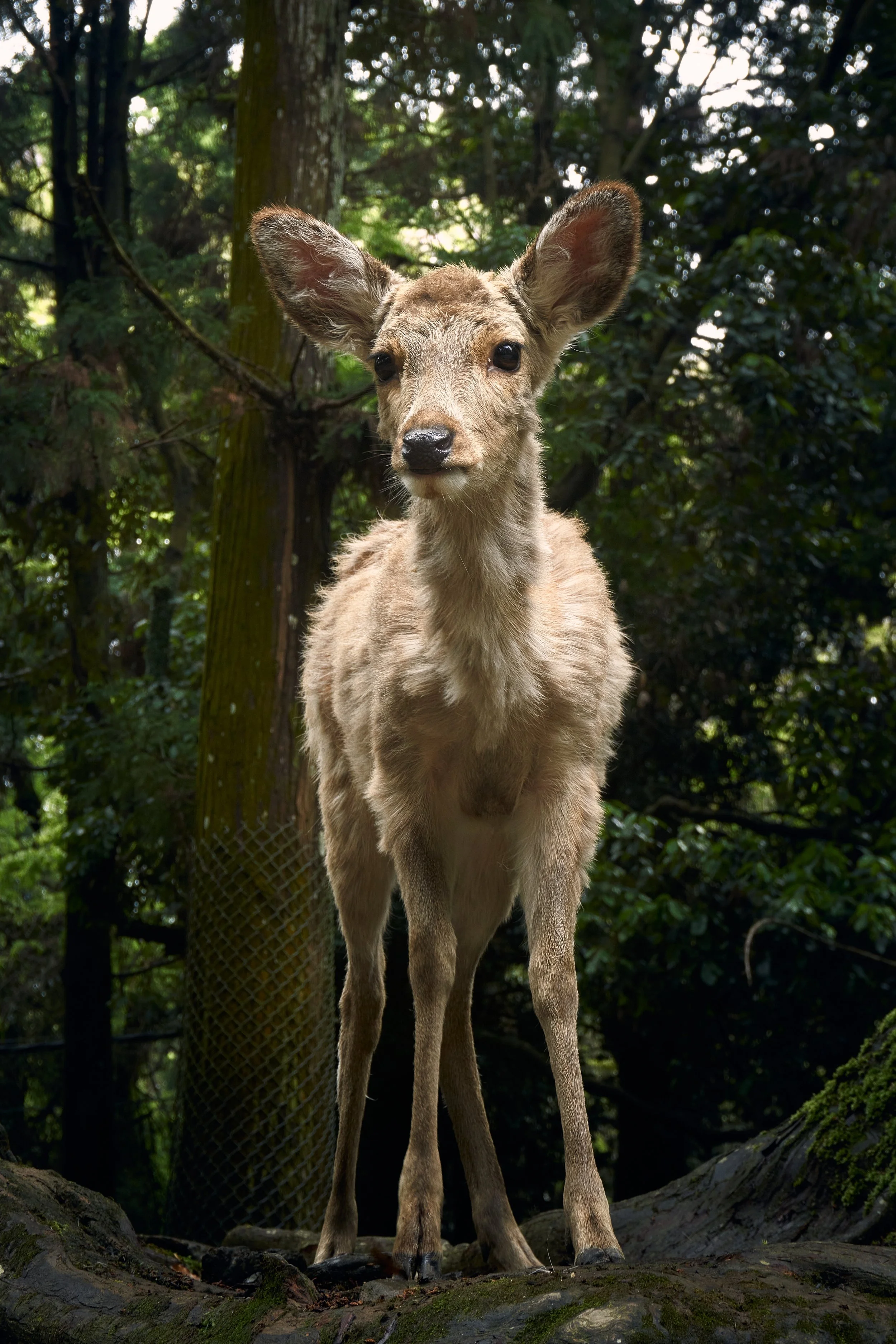 Young deer standing in a forest environment, surrounded by trees and greenery.