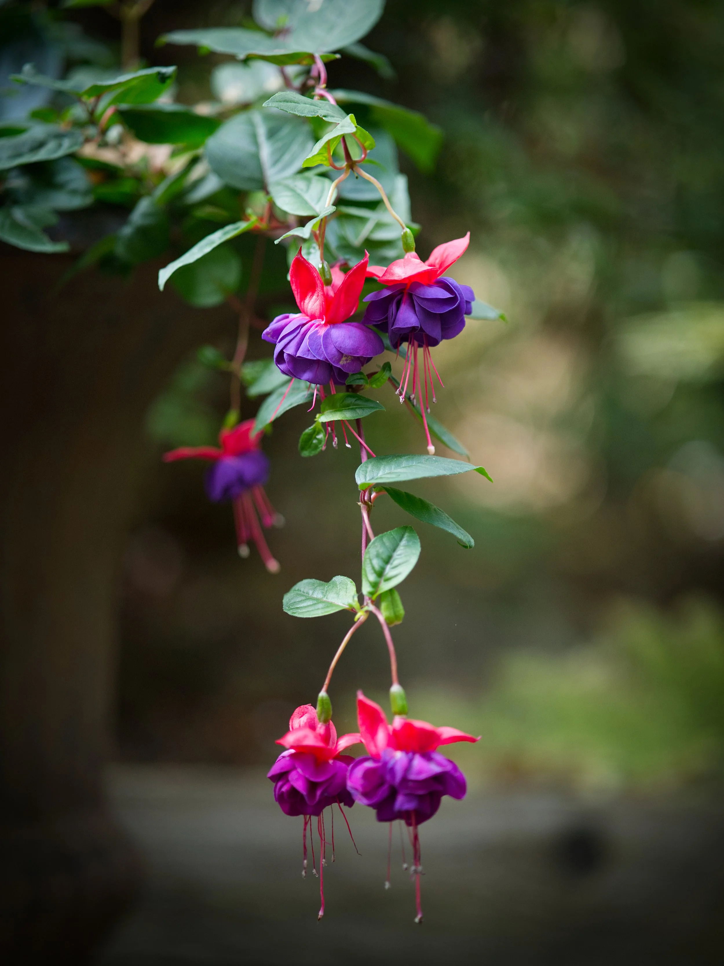 Flowers on Batis.jpg