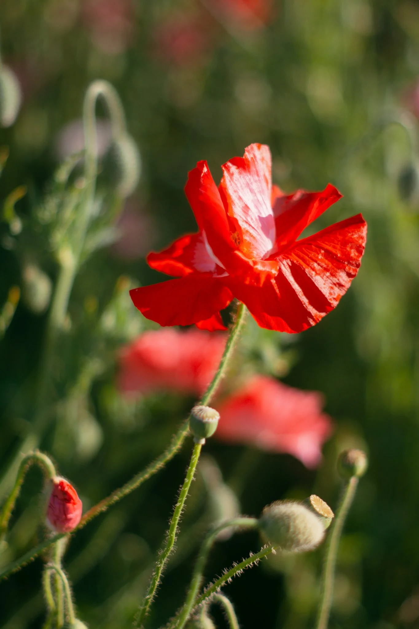 DSC_4189.jpg