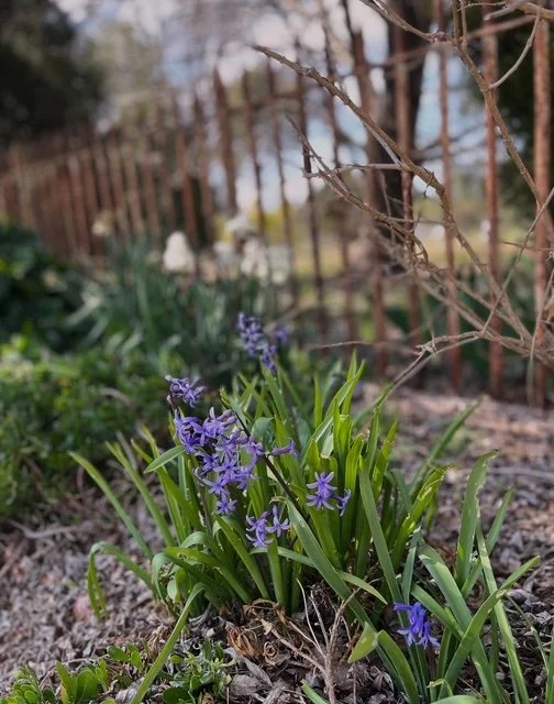 Littlebourne spring garden 2025 A.JPG