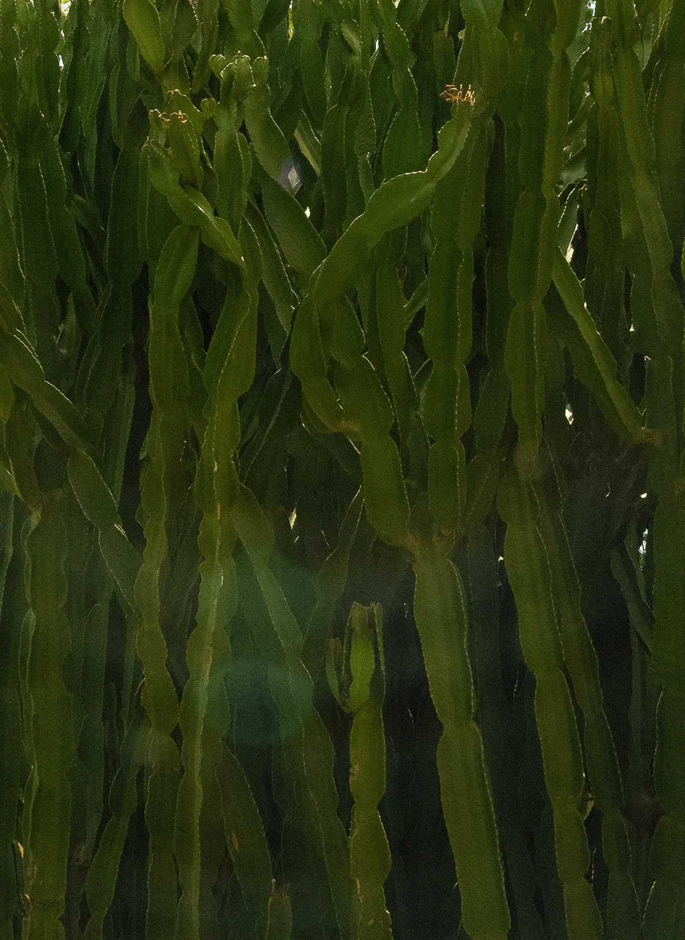 24062025-A7401379.JPG