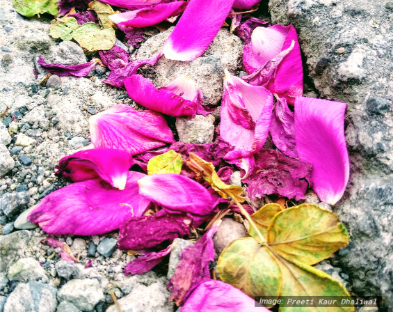 Magenta flower petals scattered on cement, 5X poetry by Preeti Dhaliwal / Preeti Kaur Dhaliwal