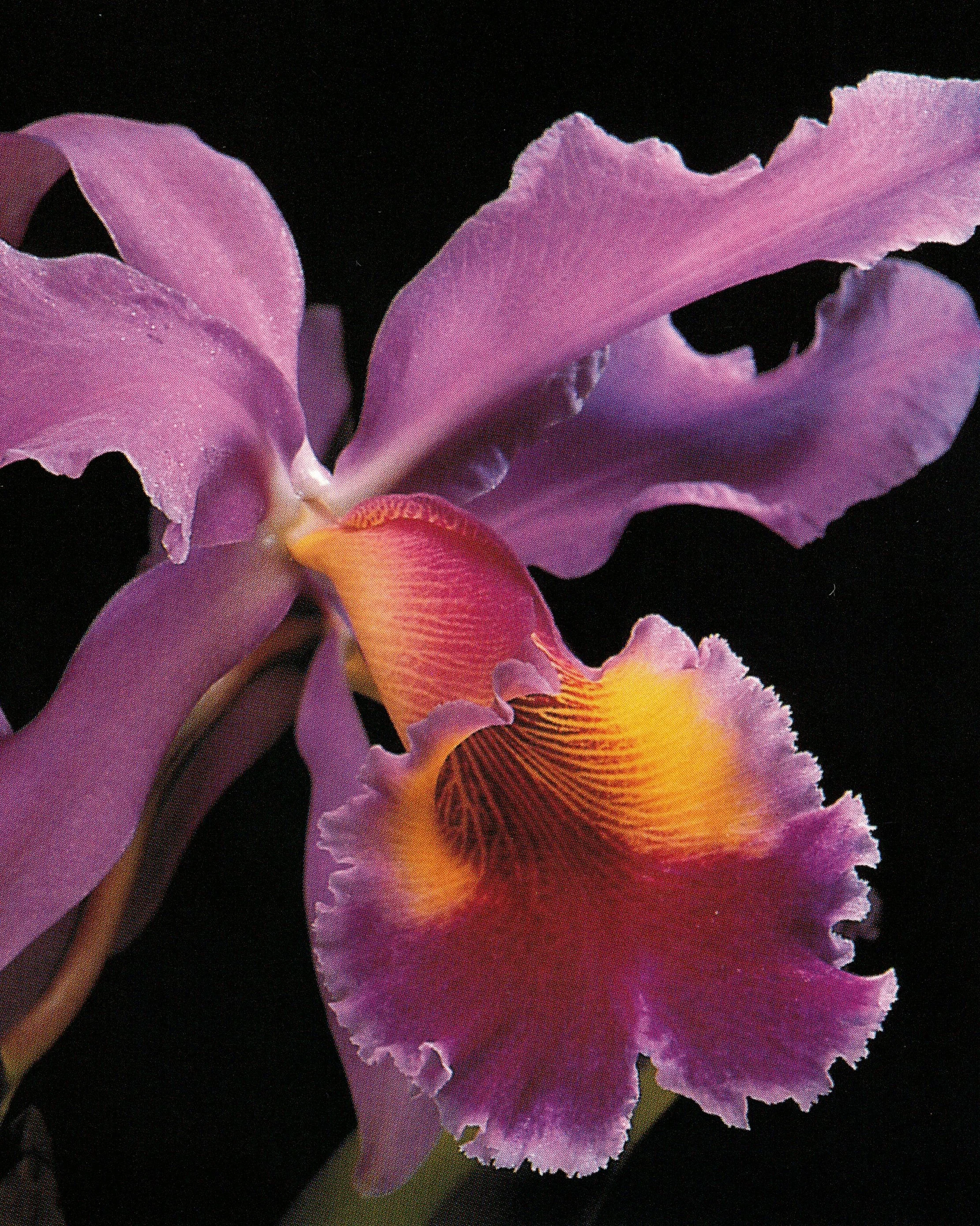 cattleya_002.jpg