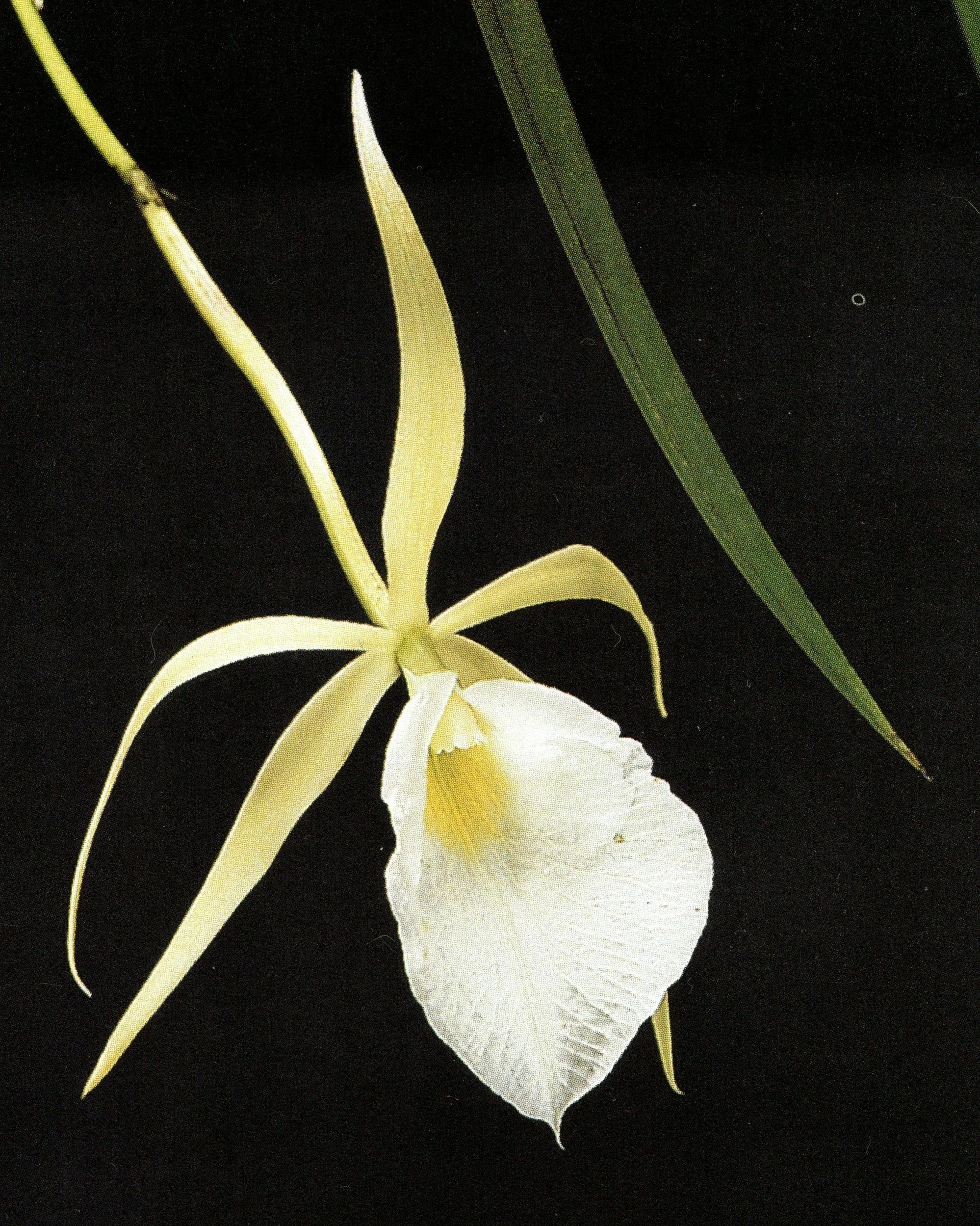 brassavola_001.jpg