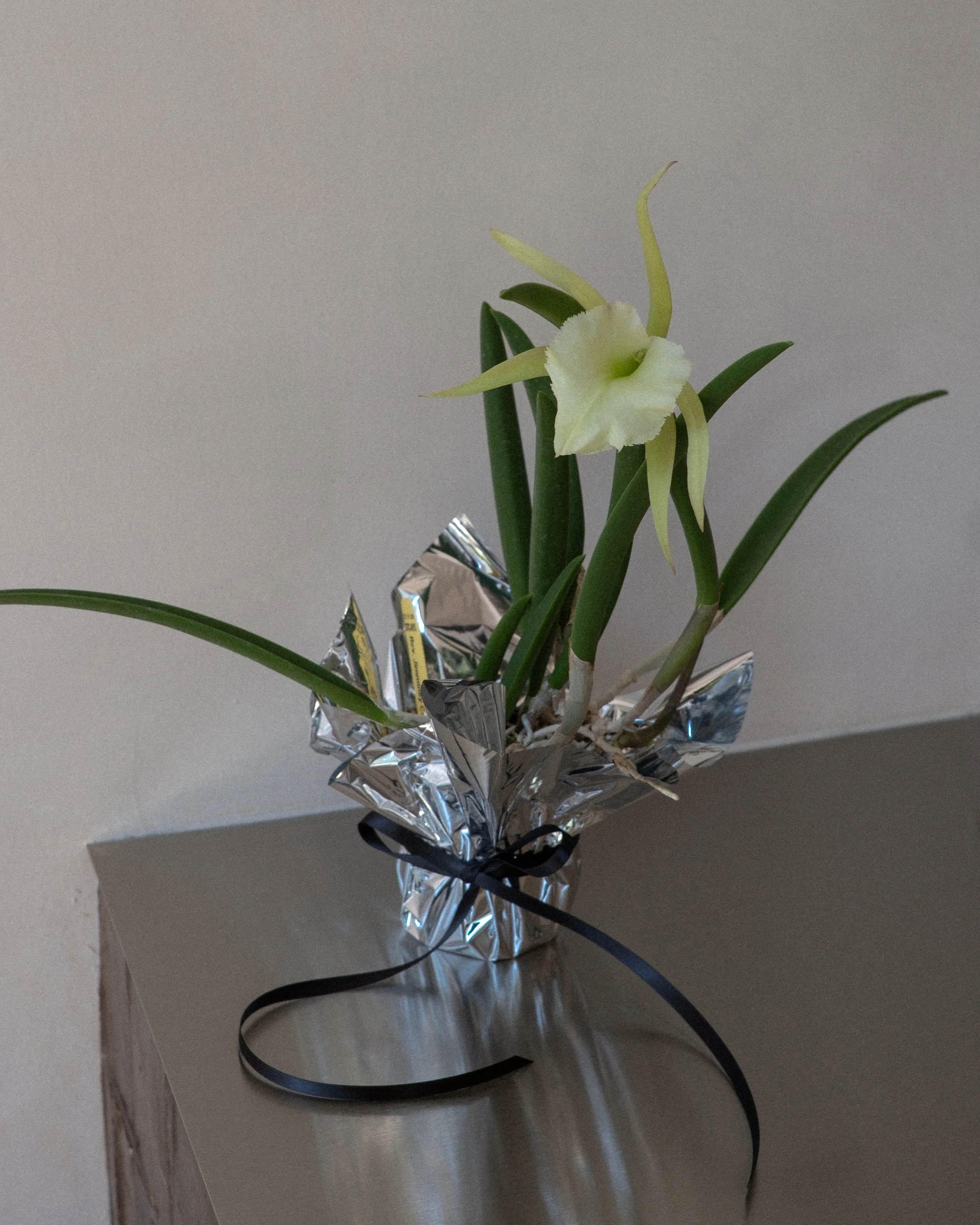 nerine_export_.jpg