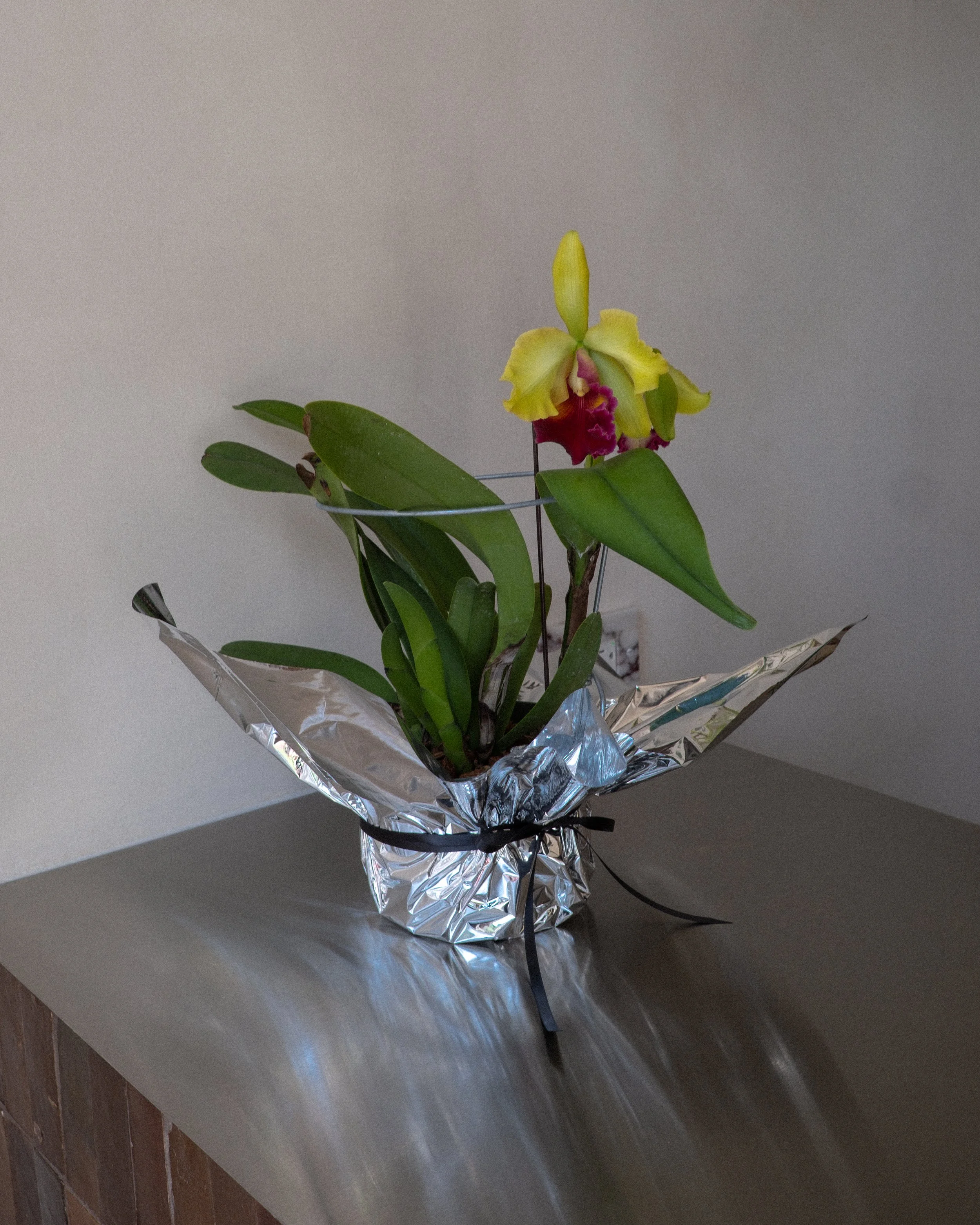 nerine_export_-4.jpg