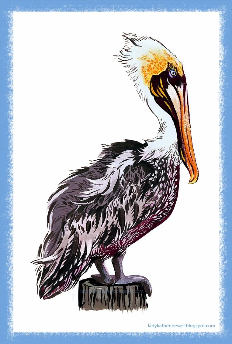 Pelican_ForMyOnlineSites_KatherineIllich.jpg