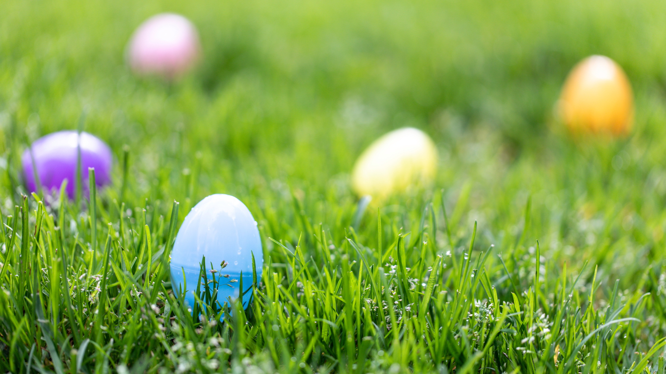 Spring Egg Hunt