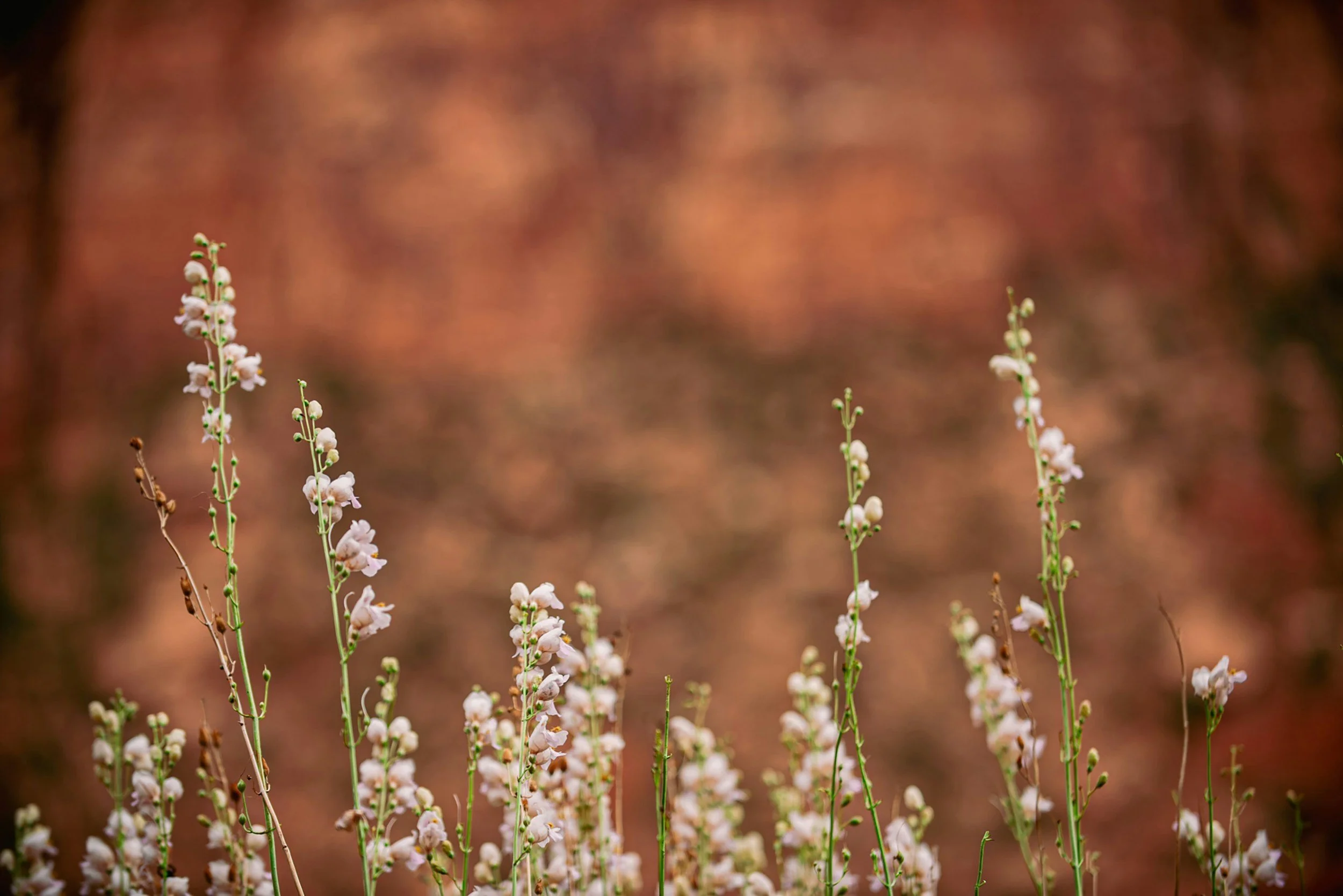 Wildflowers Helensburgh Thirroul Northern Illawarra NSW
