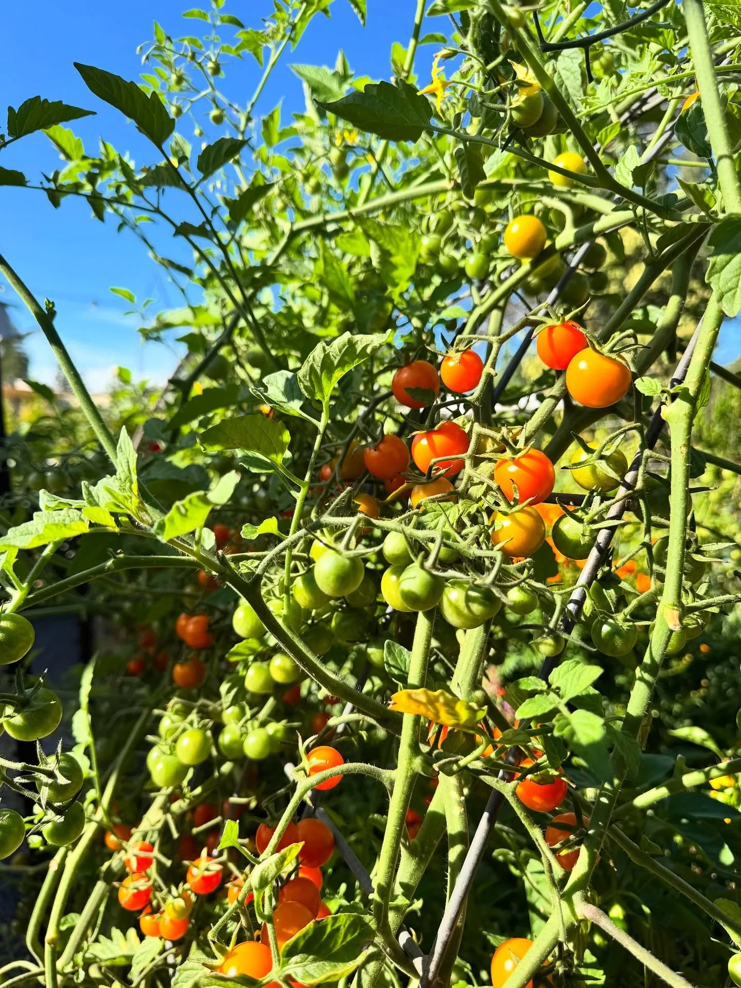 Today&rsquo;s harvest at Mora Home and Garden. 🌿🍅
#MoraHomeAndGarden #HarvestDay #GrowYourOwn #GardenLife #SummerBounty