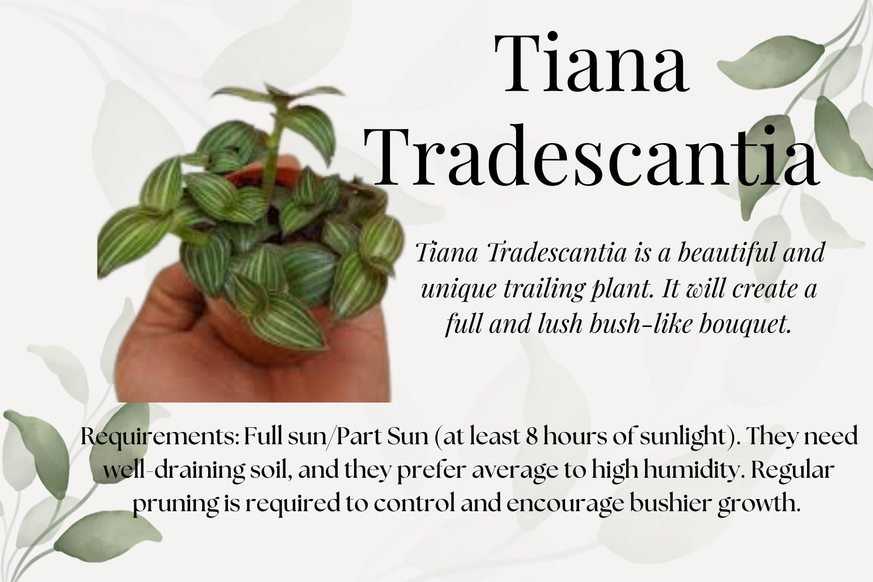 Tiana Tradescantia.png