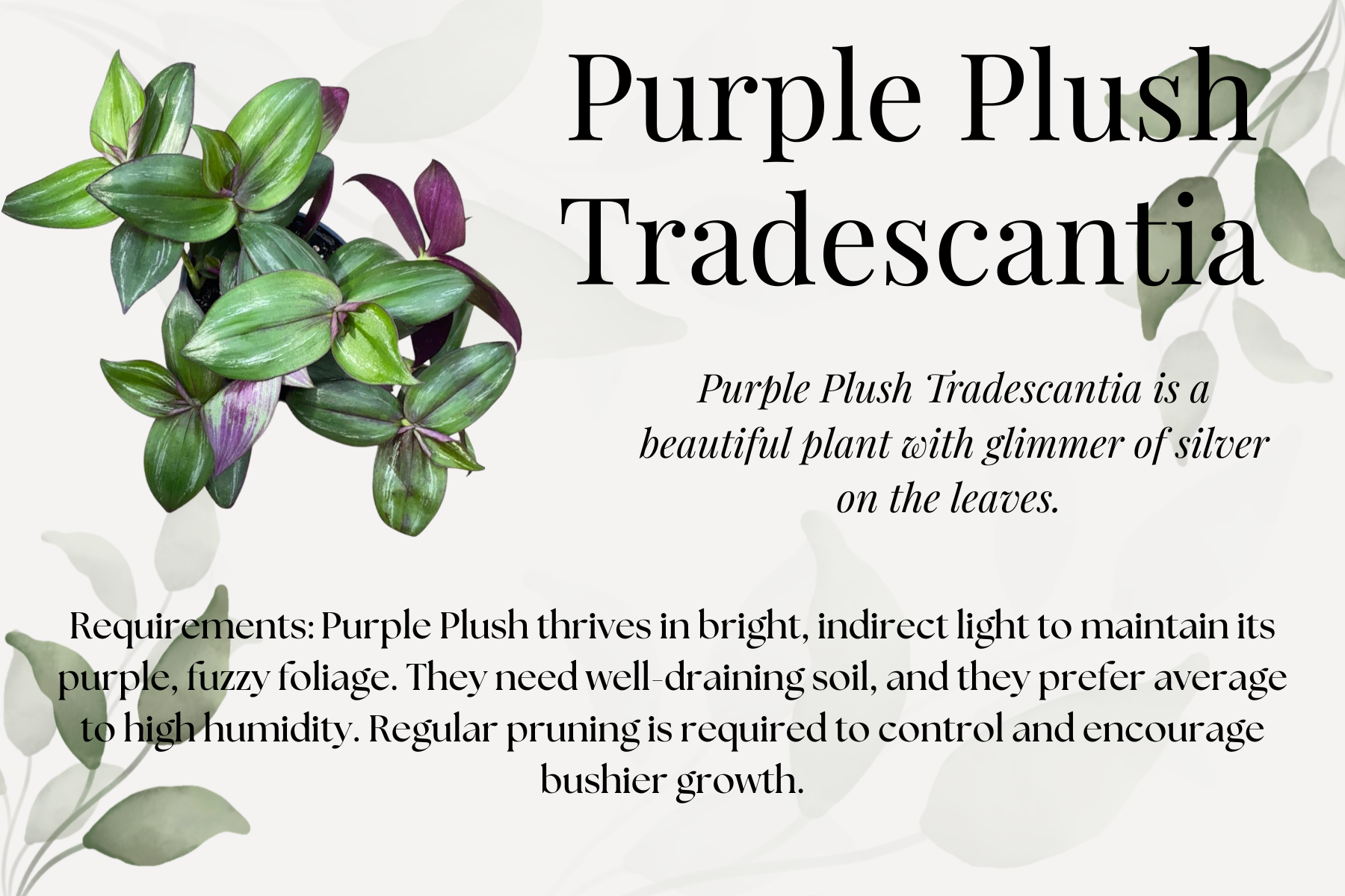 Purple Plush Tradescantia.png