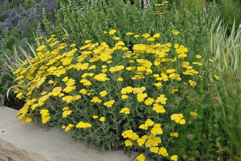 Golden-Yarrow.jpg