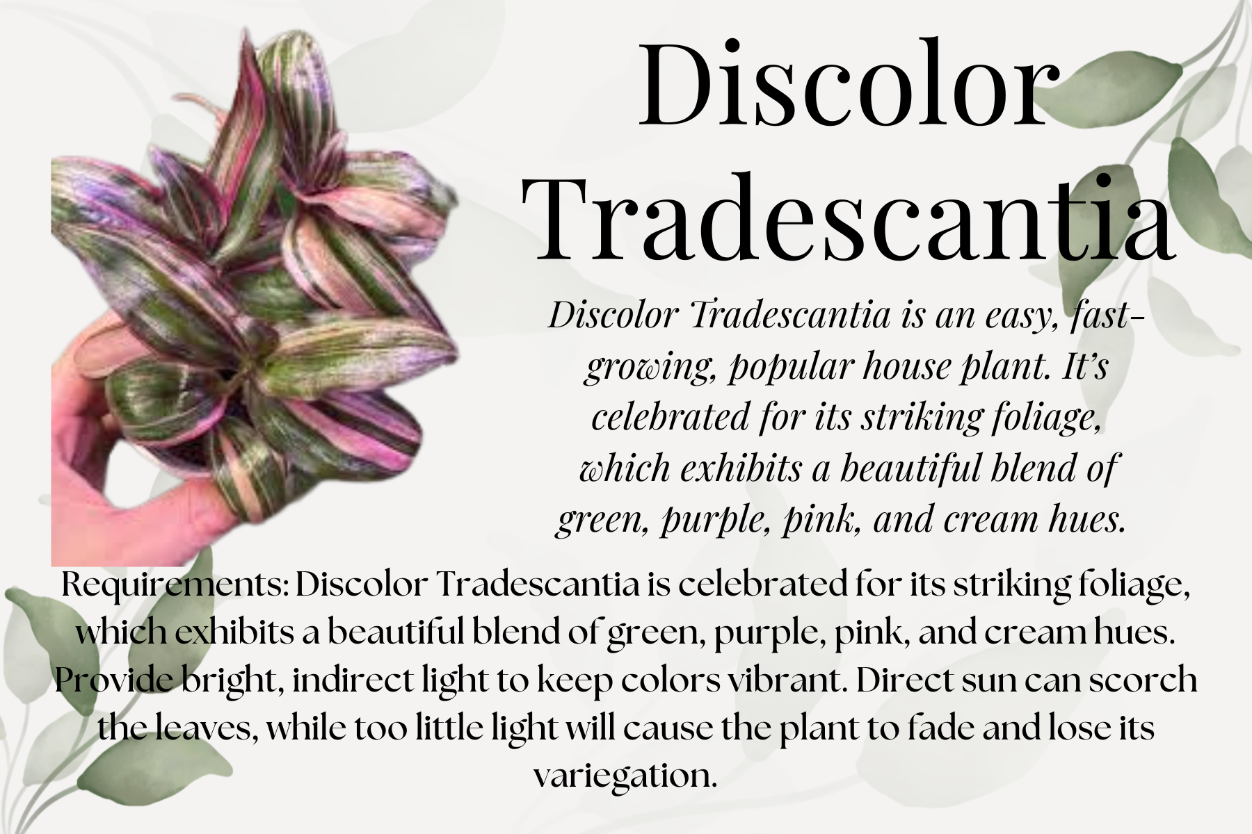 Discolor Tradescantia.png