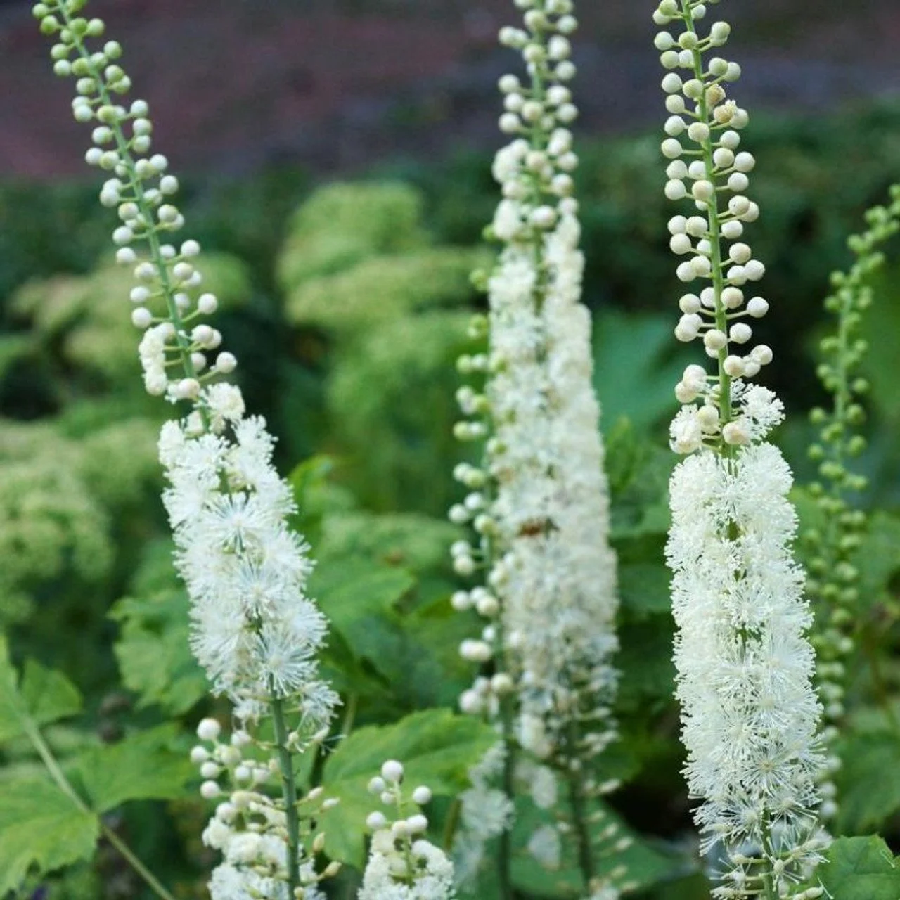 Healthy_Black_Snakeroot__84350.jpg