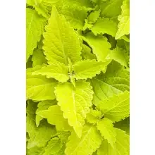 LIVE PLANT: Lime-Time Coleus