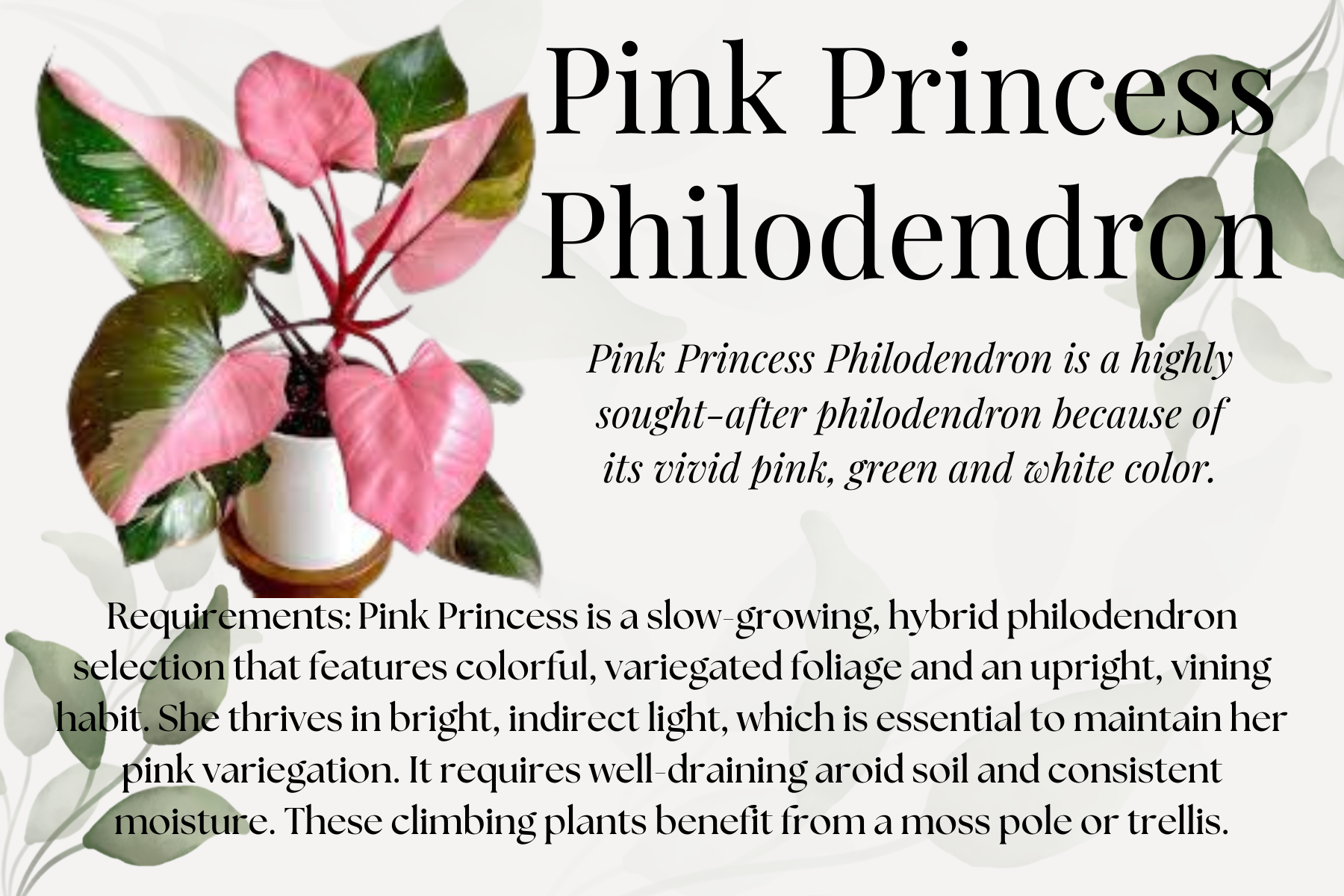 Pink Princess Philodendron.png