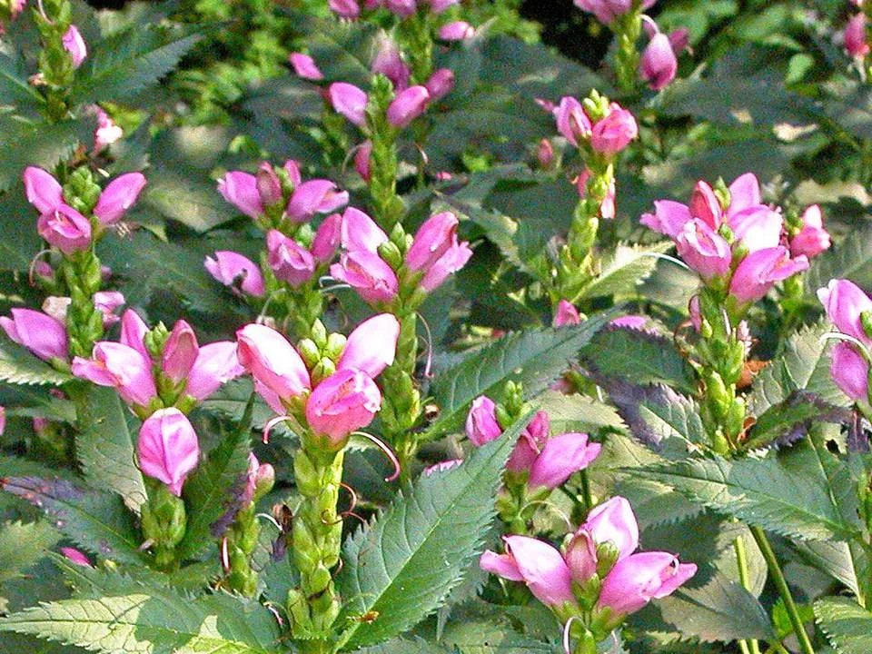 Chelone-590b14a55f9b5864702dac73.jpg