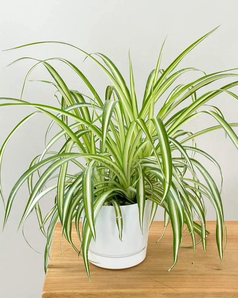 Variegated-Spider-Plant-2-800x1000.jpg
