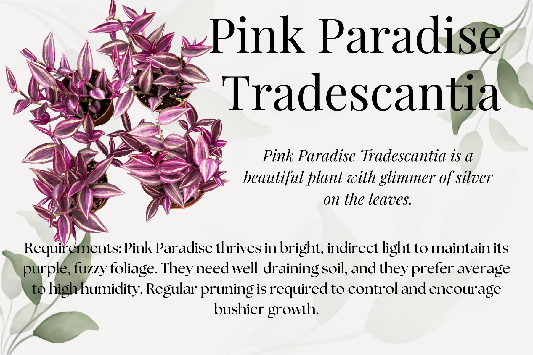 Pink Paradise Tradescantia.png