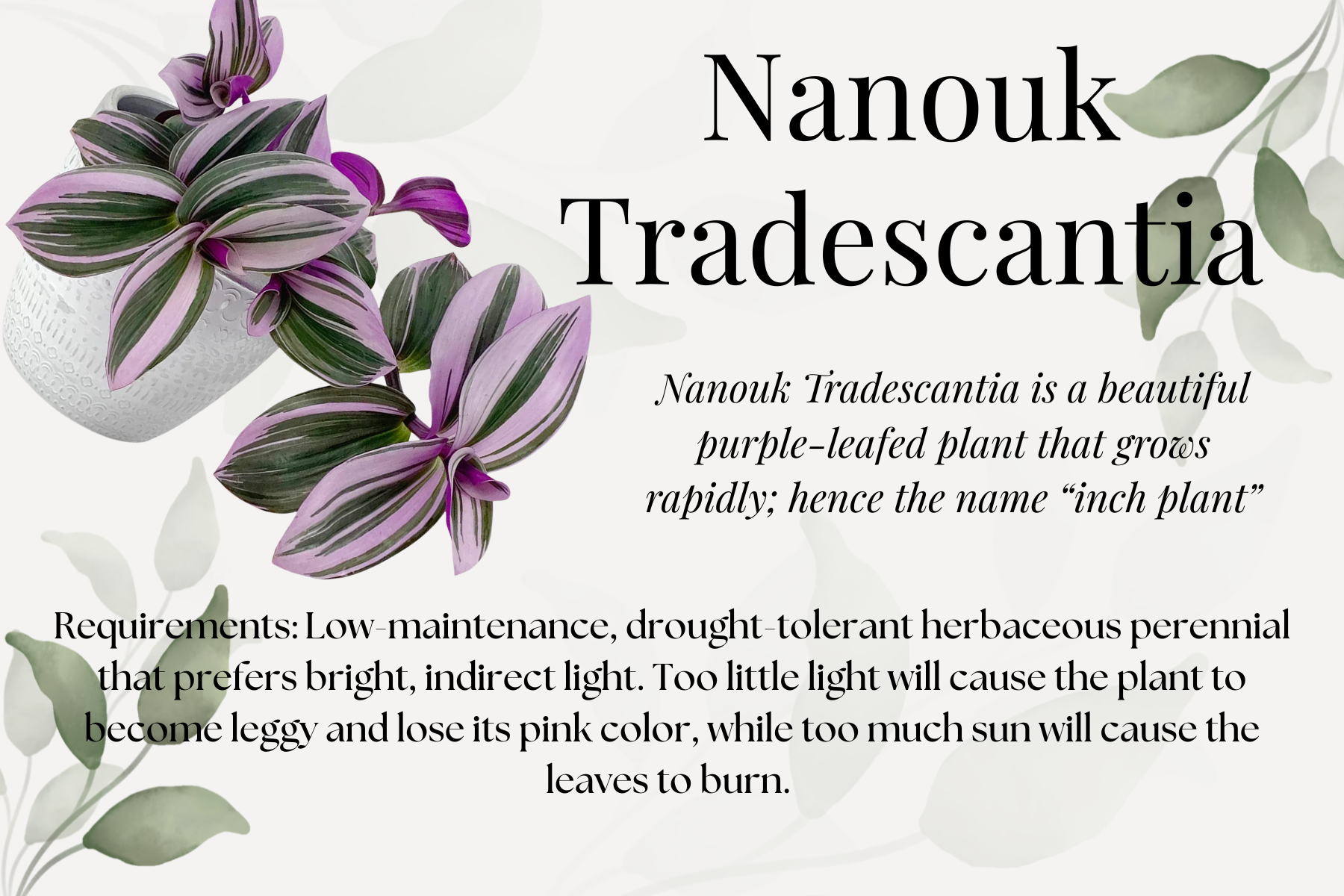 Nanouk Tradescantia.png