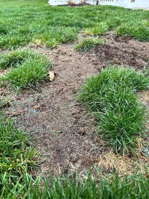 seeding 2.jpg