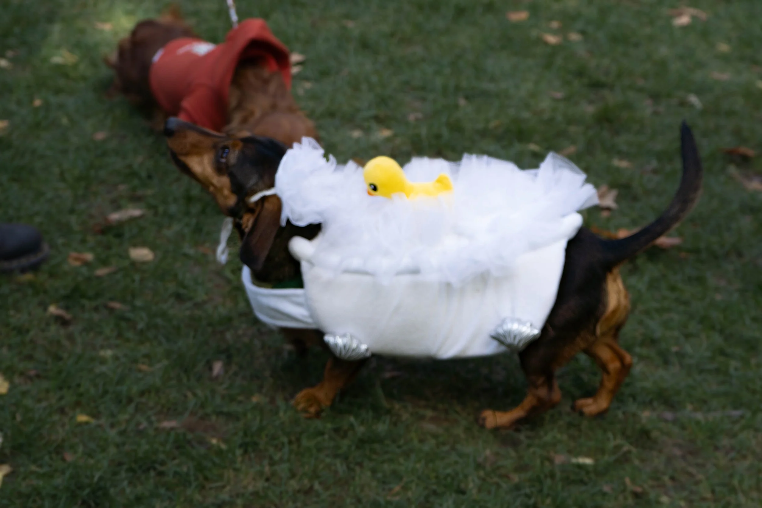 DSC05831.jpg
