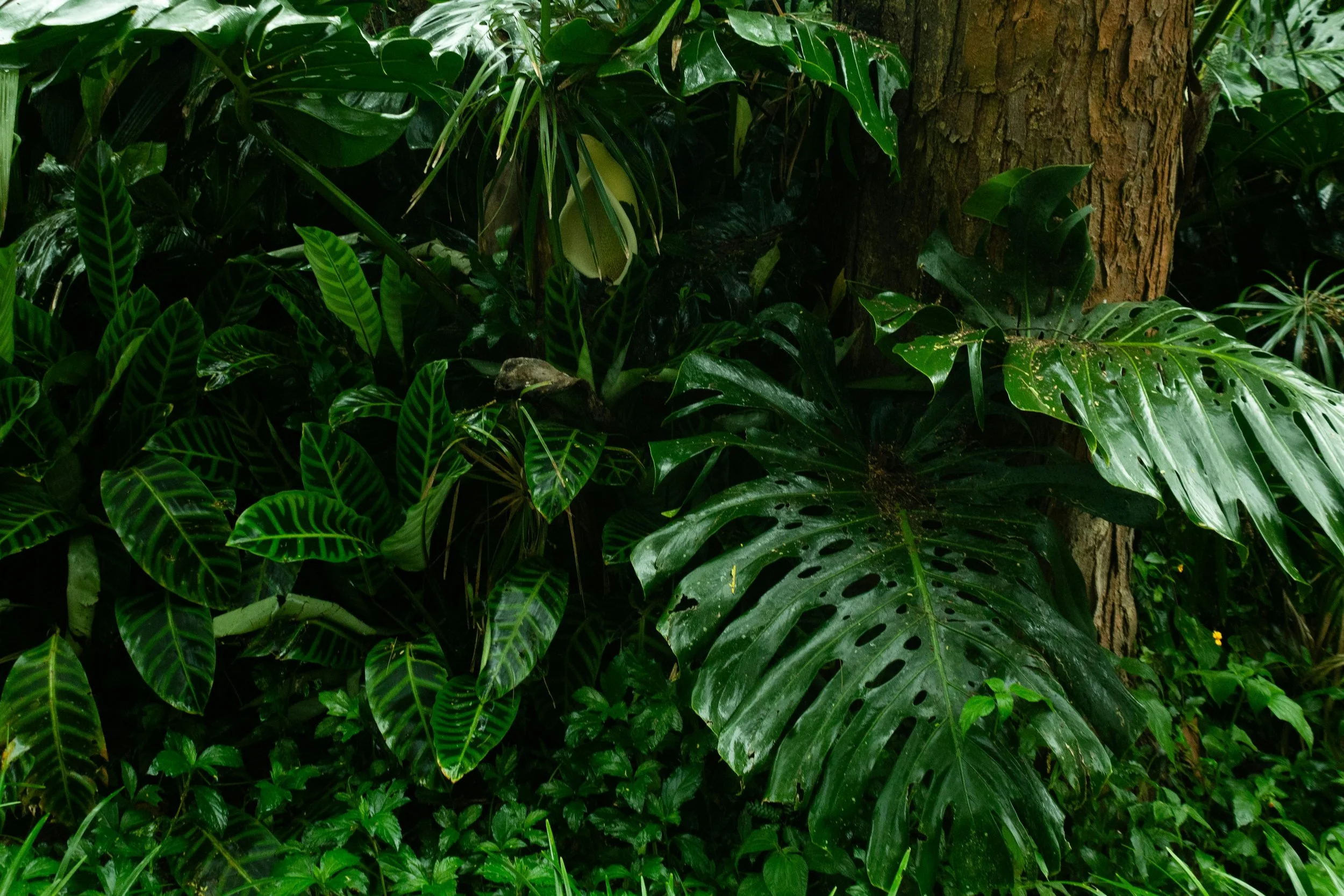 Healing After a Breakup or Divorce: Why a Solo Trip to Costa Rica Might Be Exactly Right