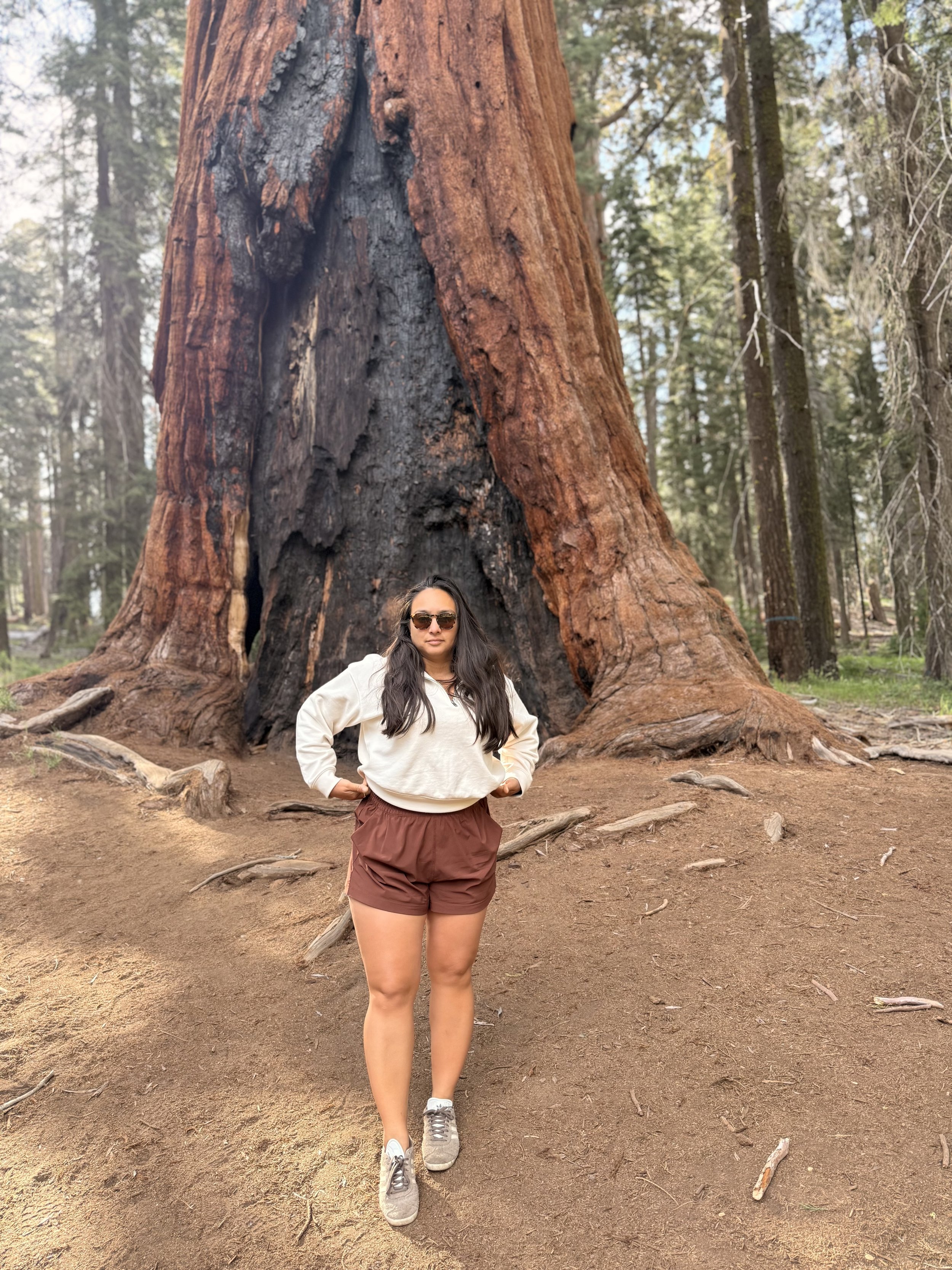 Sequoia Trees 