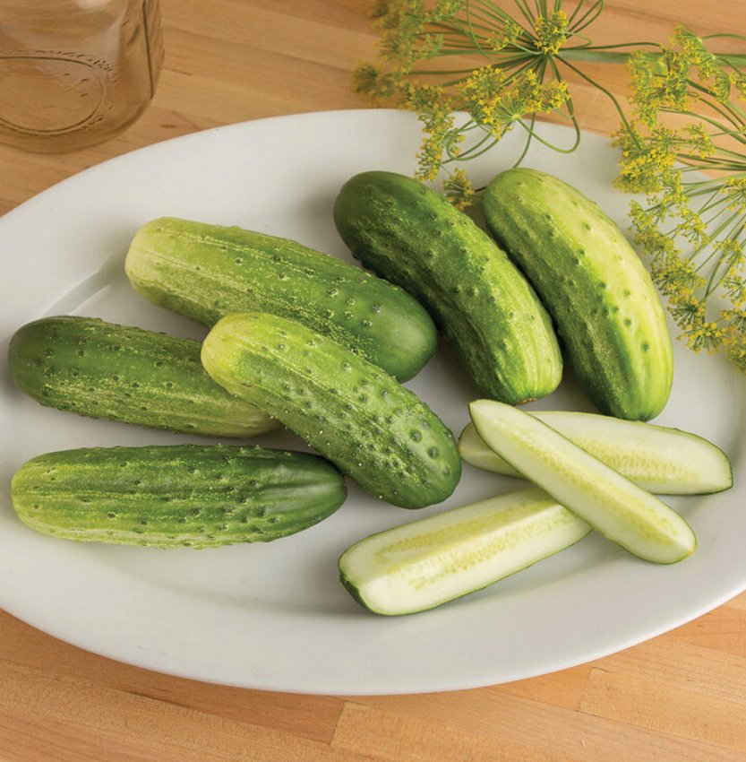 Cool Customer Pickling Cucumbers