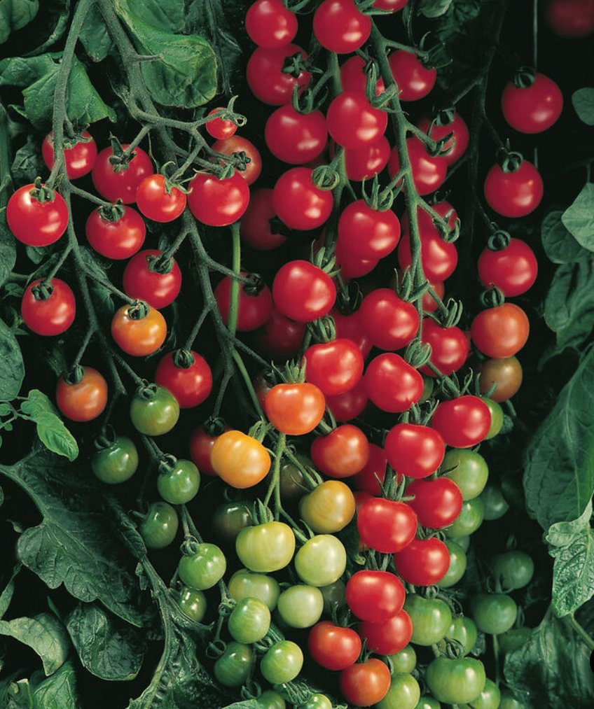 Supersweet 100 Cherry Tomato