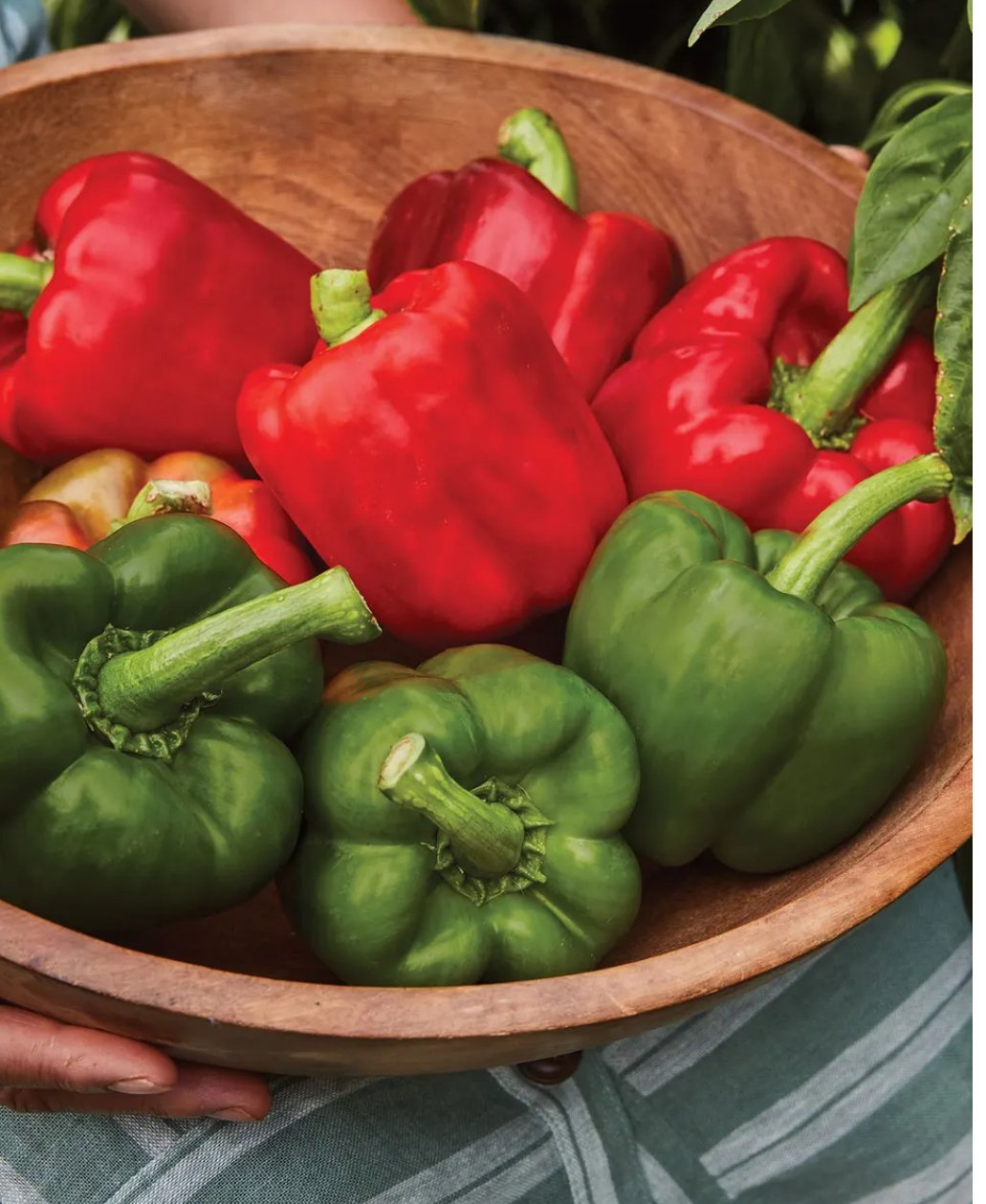 California Wonder Bell Peppers