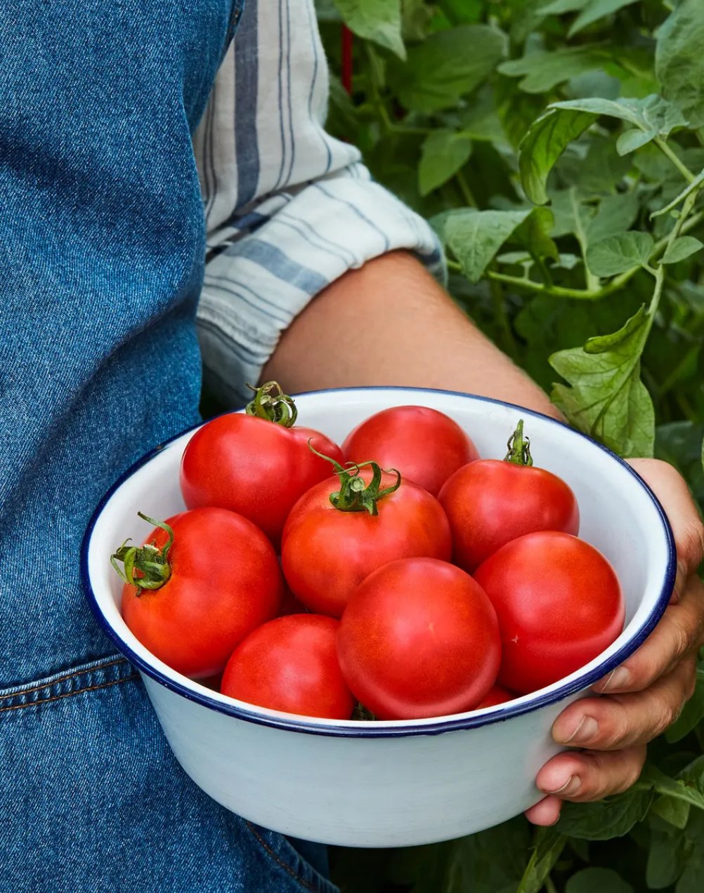 4th of July Tomato