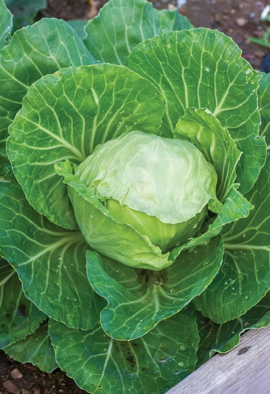 Earliana Cabbage